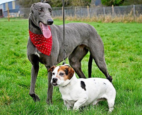Sage-Greyhound
