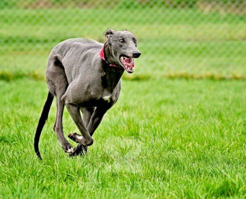 Sage-Greyhound