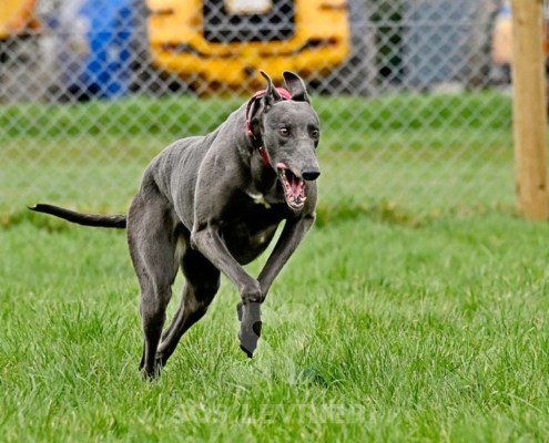 Sage-Greyhound