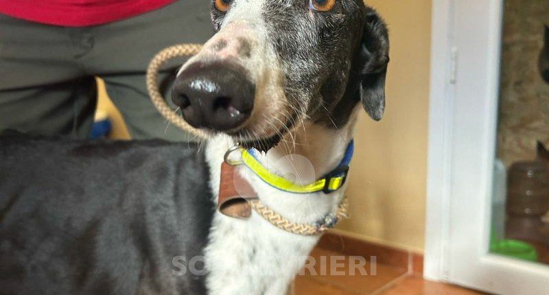 Sillabì-Galgo