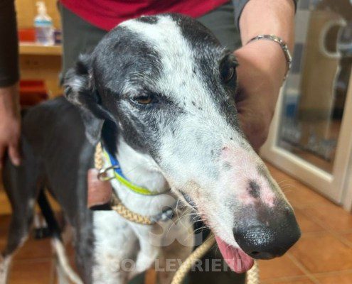 Sillabì-Galgo