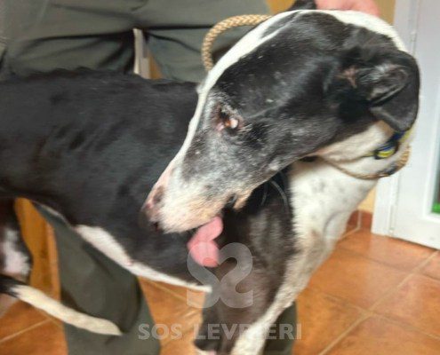 Sillabì-Galgo