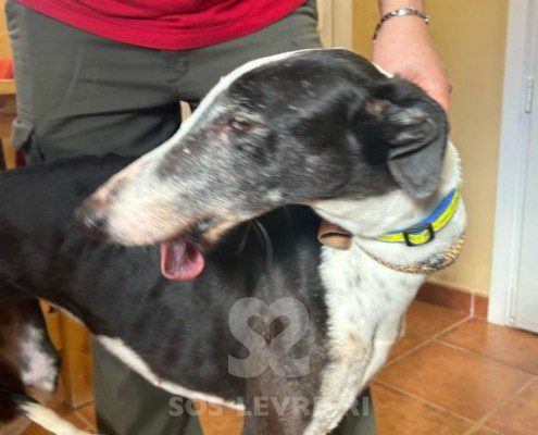 Sillabì-Galgo