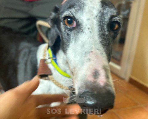 Sillabì-Galgo