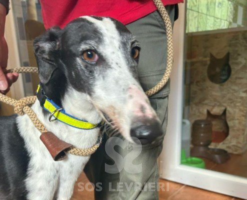 Sillabì-Galgo