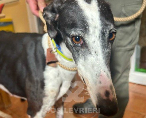 Sillabì-Galgo