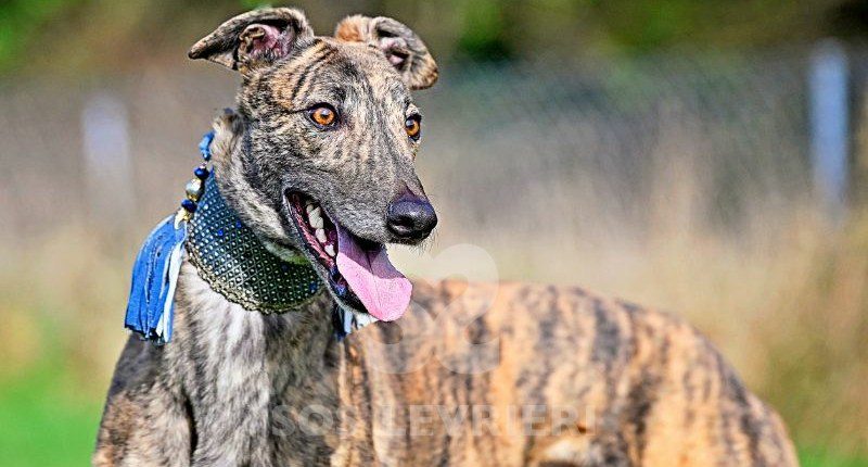 Smokie-Greyhound