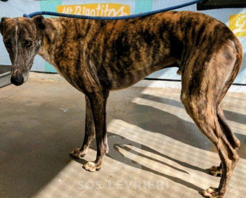 Tan-Galgo