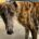 Tan-Galgo