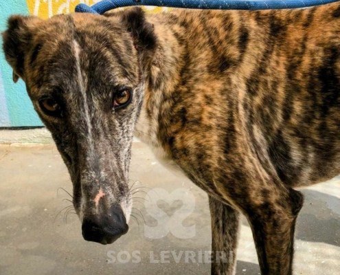Tan-Galgo