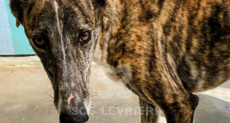 Tan-Galgo