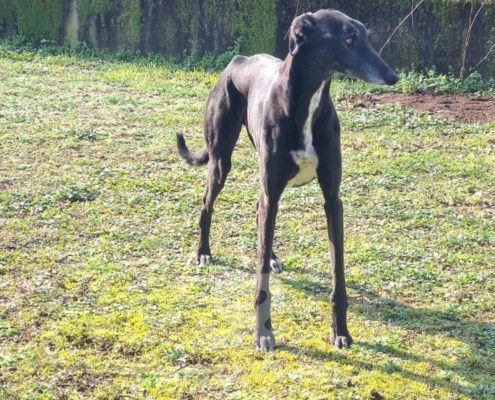 Thunder-Greyhound