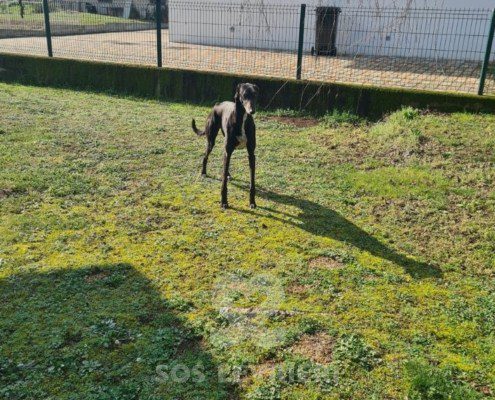 Thunder-Greyhound