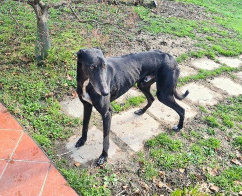 Thunder-Greyhound