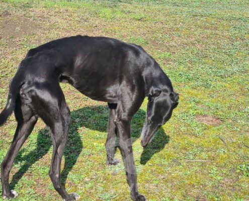 Thunder-Greyhound