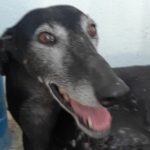 Ámbar-Galgo