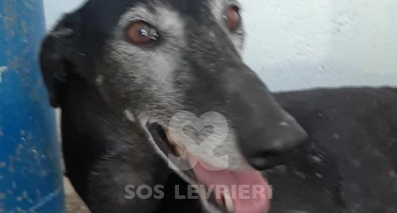 Ámbar-Galgo