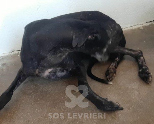 Ámbar-Galgo