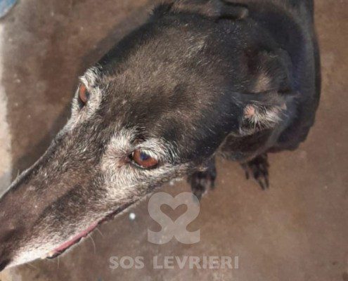 Ámbar-Galgo
