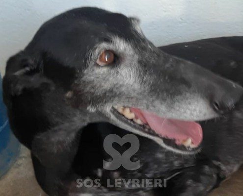 Ámbar-Galgo