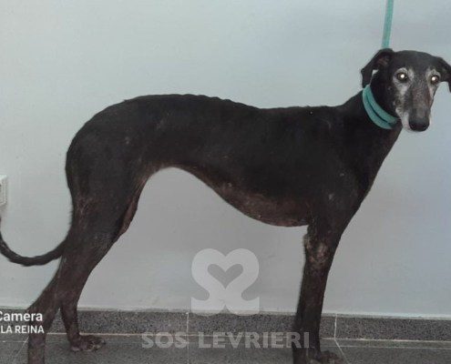 Ámbar-Galgo