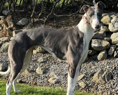 Bluebell-Greyhound