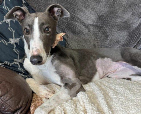 Bluebell-Greyhound