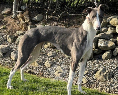 Bluebell-Greyhound