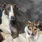 Bluebell-Greyhound