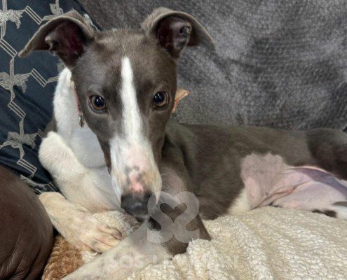 Bluebell-Greyhound