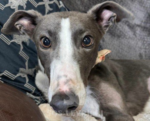 Bluebell-Greyhound