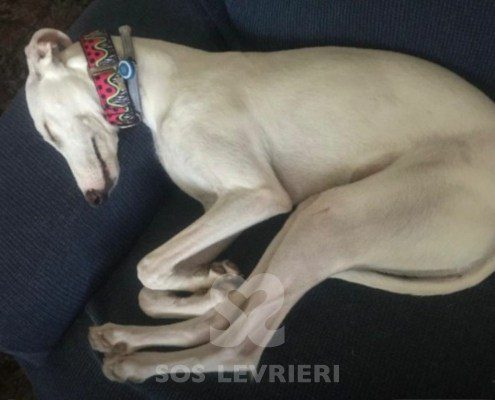 Emma-Galgo