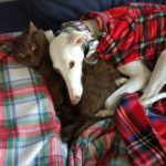 Emma-Galgo