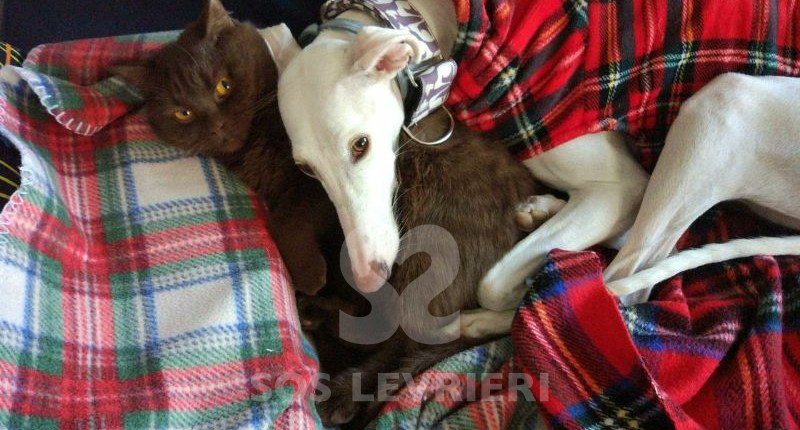 Emma-Galgo