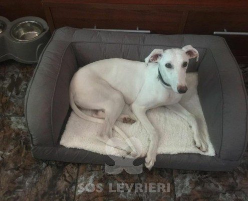 Emma-Galgo