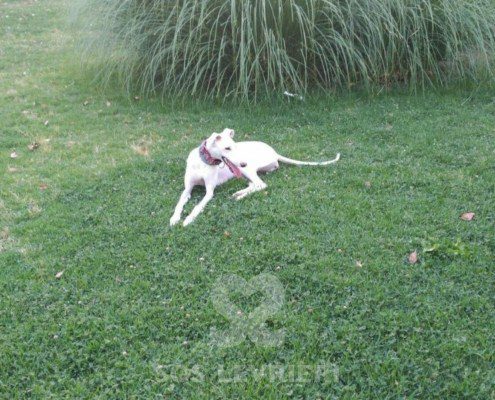 Emma-Galgo