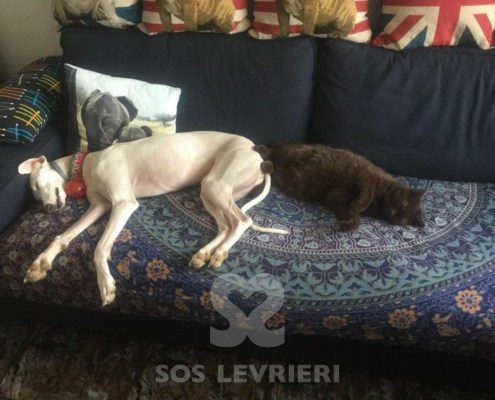 Emma-Galgo