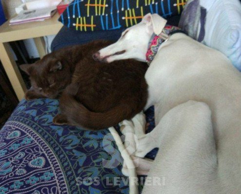 Emma-Galgo