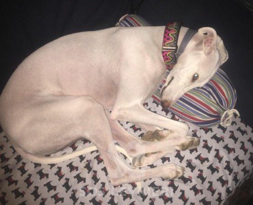 Emma-Galgo