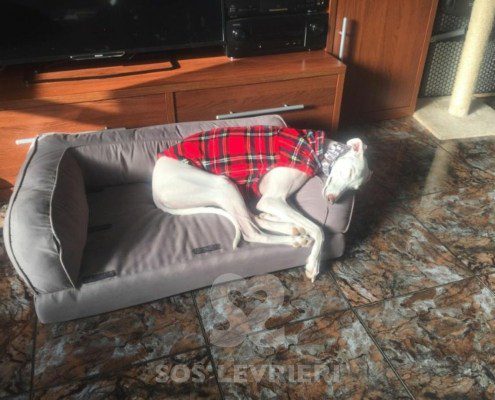 Emma-Galgo