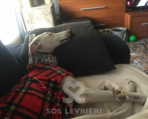 Emma-Galgo