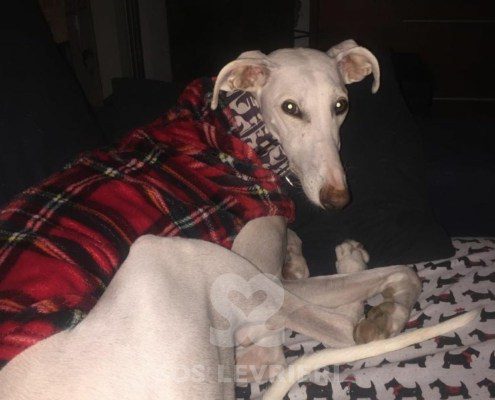 Emma-Galgo