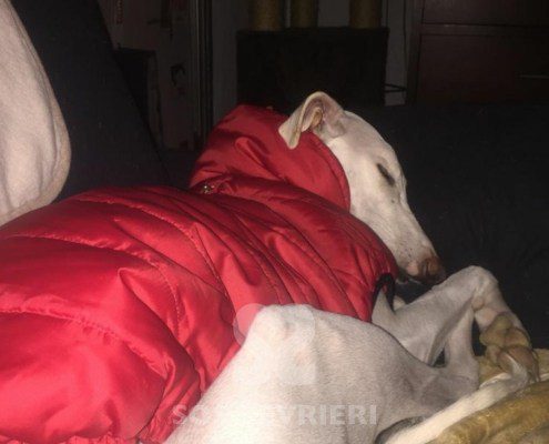 Emma-Galgo