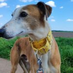 Reim-Galgo