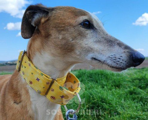 Reim-Galgo