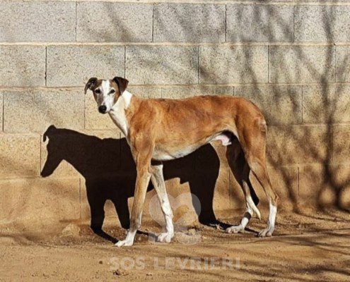 Reim-Galgo
