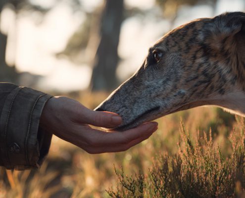Consigli essenziali per l'addestramento del tuo Greyhound o Galgo adottato