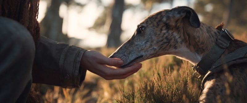 Consigli essenziali per l'addestramento del tuo Greyhound o Galgo adottato