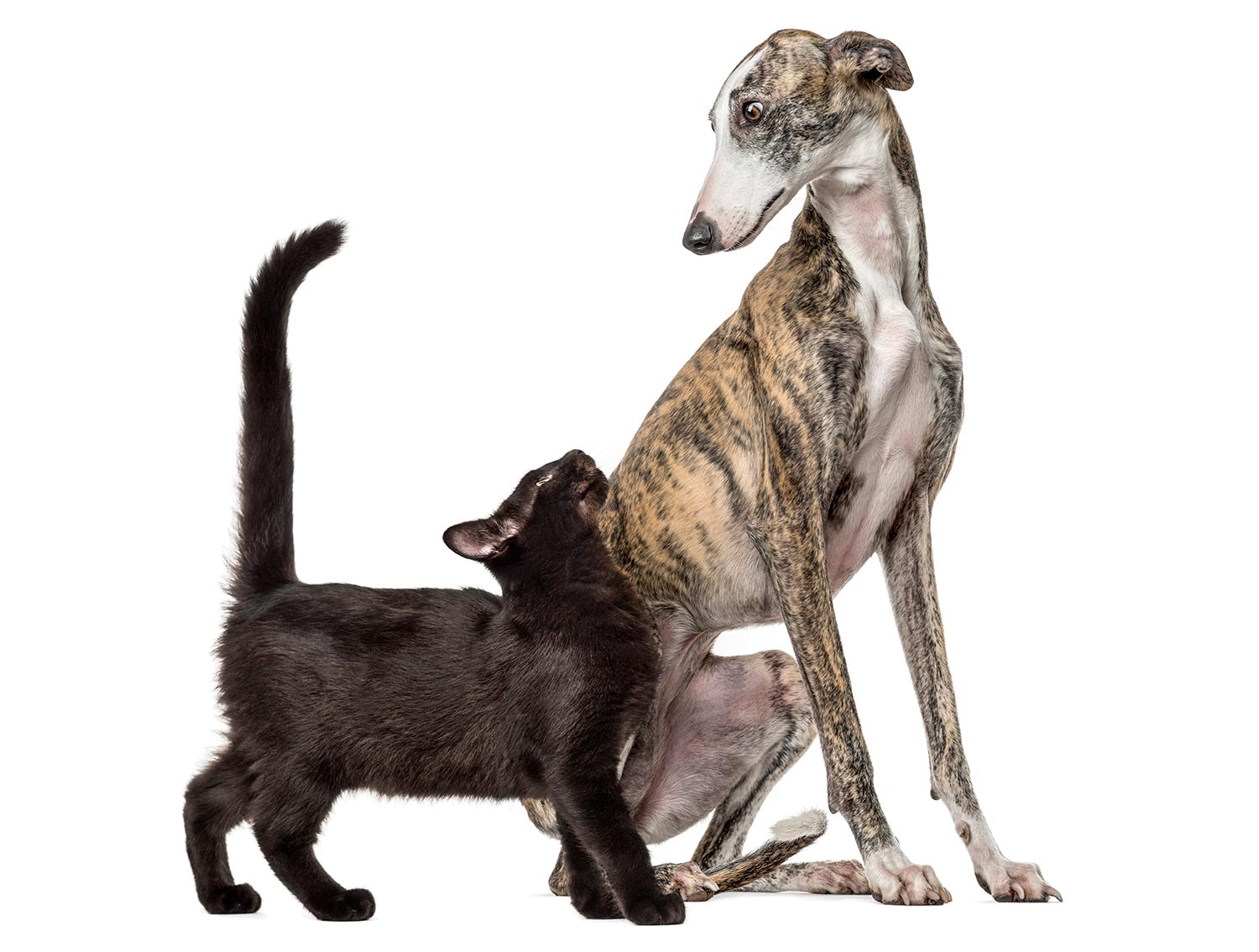 Convivere con un Levriero e gatti