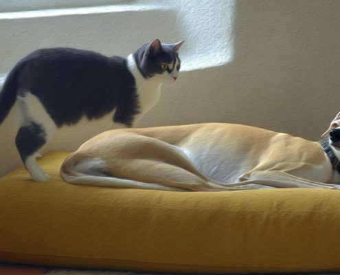 Convivere con un Levriero e gatti